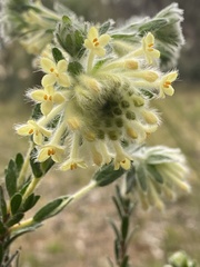 Pimelea octophylla