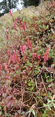 Bistorta vacciniifolia
