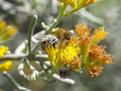 Colletes moricei