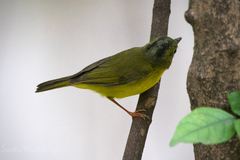Phylloscopus soror