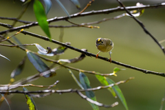 Regulus regulus azoricus