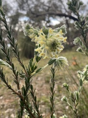 Pimelea octophylla
