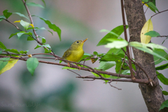 Phylloscopus soror