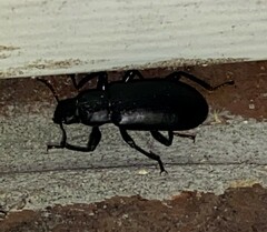 Alobates pensylvanicus