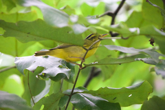 Phylloscopus ricketti