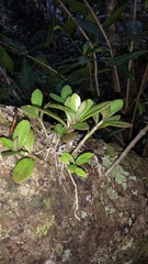 Kalanchoe porphyrocalyx image