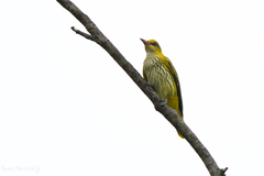 Oriolus chinensis diffusus