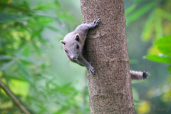 Callosciurus caniceps