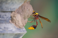 Delta pyriforme pyriforme