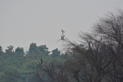 Pelecanus philippensis