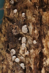Panellus pusillus