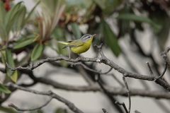 Phylloscopus xanthoschistos
