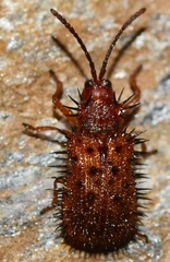 Dicladispa testacea