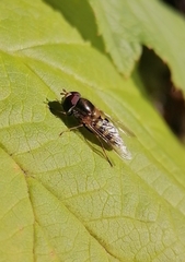 Lapposyrphus lapponicus