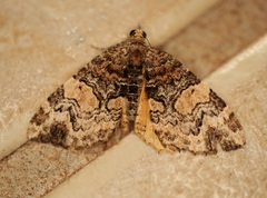 Chrysolarentia phaedra