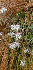 Leontopodium