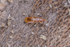 Anthocoridae