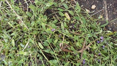 Psoralea asarina