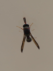 Leucospidae