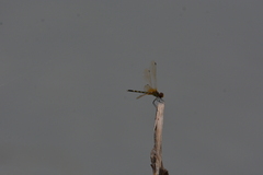 Trithemis pallidinervis