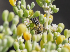 Colletes dimidiatus
