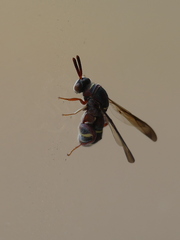 Leucospidae
