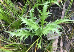 Eryngium vesiculosum