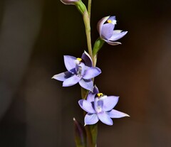 Thelymitra atronitida