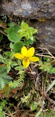 Viola biflora