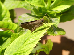 Baorini