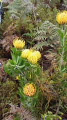 Leucospermum cuneiforme