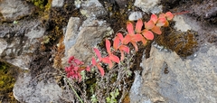 Rhodiola