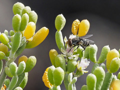 Miltogramma aurifrons
