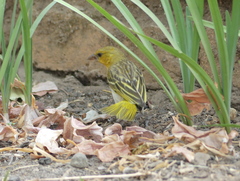 Ploceus