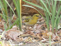 Ploceus