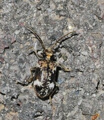 Dignomus