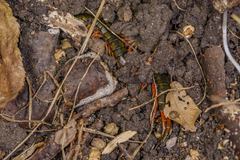 Scolopendra japonica