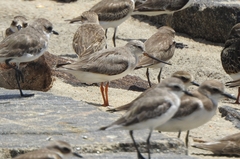 Xenus cinereus