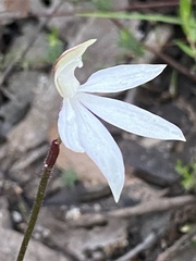 Caladenia maritima