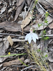 Caladenia maritima