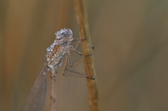 Sympecma paedisca