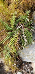 Saussurea