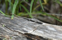 Cryptoblepharus pannosus