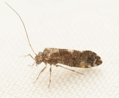 Nimbopsocus