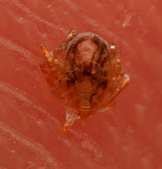 Ixodes holocyclus