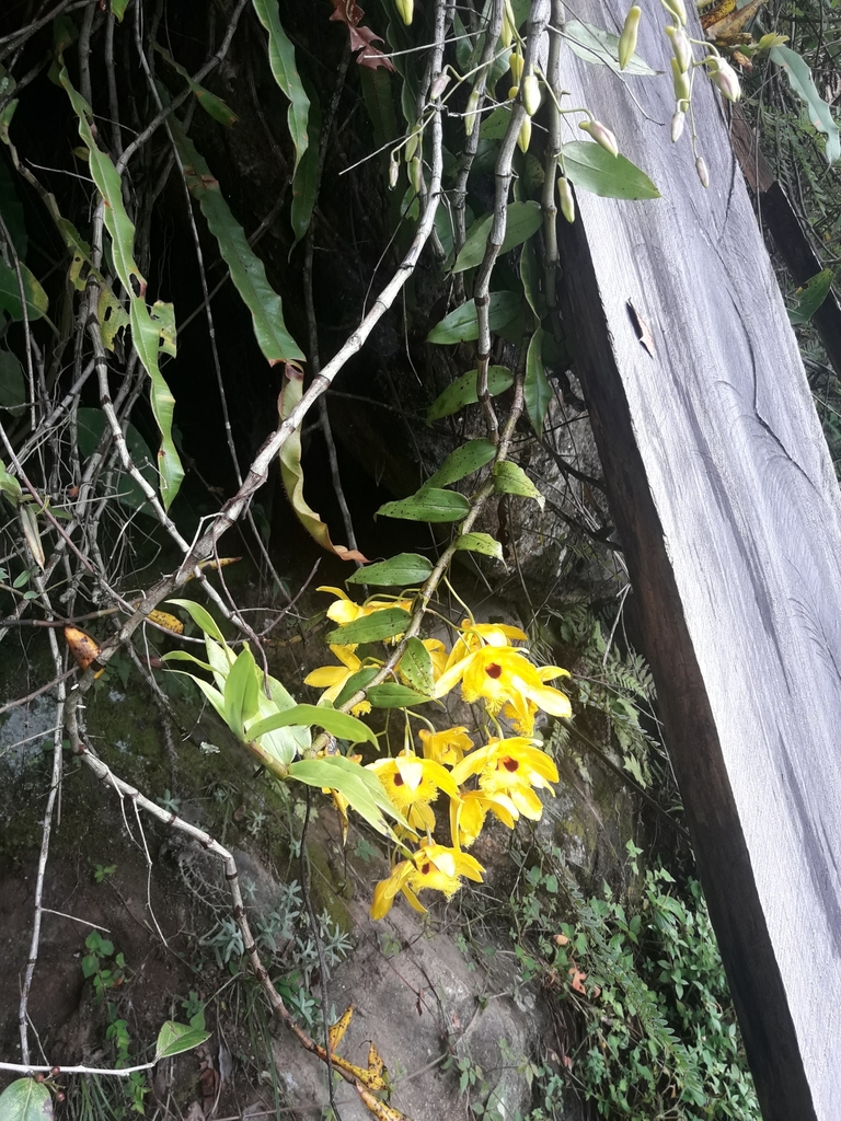 Dendrobium hookerianum Lindl. 2