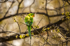 Polytelis swainsonii