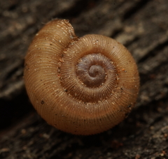 Elsothera sericatula