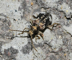 Dignomus