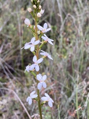 Stylidium graminifolium